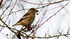 Hawfinch