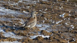 Fieldfare