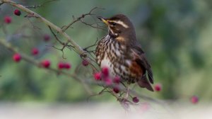 Redwing