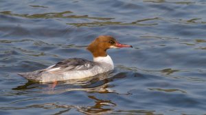 Goosander