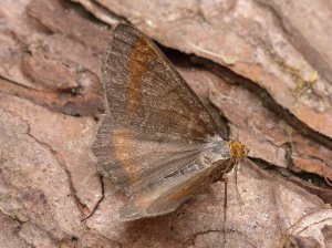 Tawny barred Angle